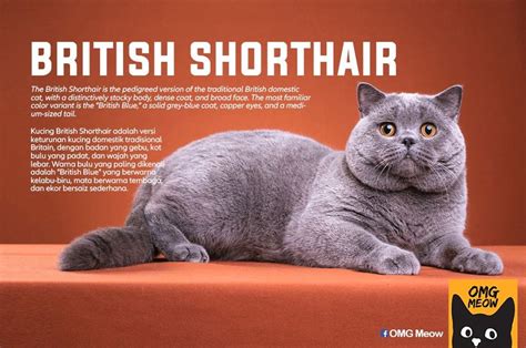 Types Of The Most Popular Breeds Of Cats In The World