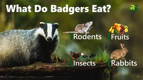 Badger Animal Facts Taxidea Taxus A Z Animals