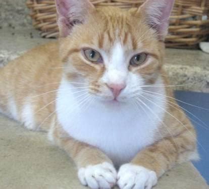 A bonded pair of orange tabby cats for adoption in calgary ab, bingo and captain have so much to offer their new family. Tabby - Orange - Thom Sos - Medium - Adult - Male - Cat ...