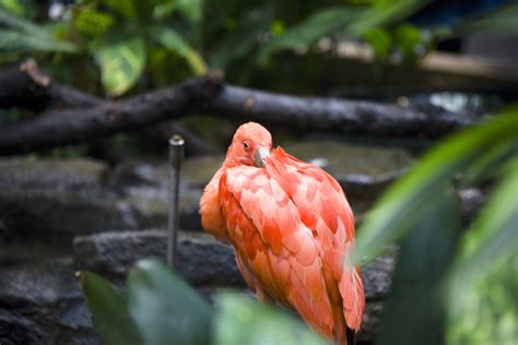 Scarlet Ibis Free Stock Photo Public Domain Pictures