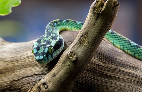 Sri Lanka Pit Viper 2 Pit Viper Viper Beautiful Snakes