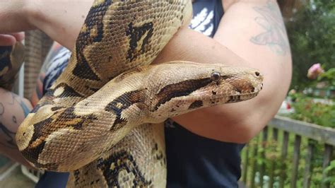 Pet Boa Constrictor Snake Loose Missing In Burlington Nc Rock Hill