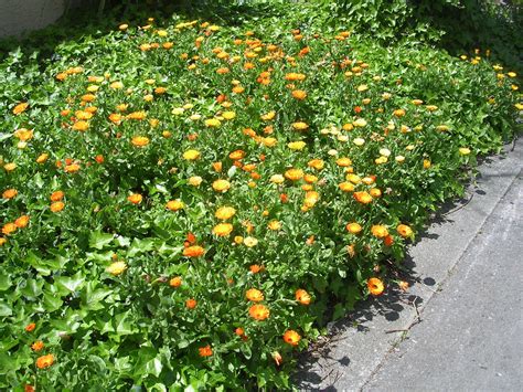 Burnet (sanguisorba minor) is very easy to grow whether in a flower pot or a garden. How to Grow: Calendula | Growing flowers, Backyard farming ...