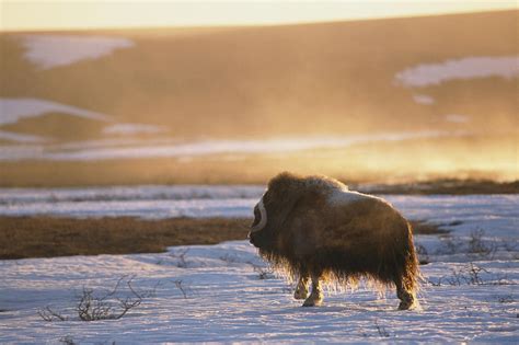Musk Ox In The Arctic Tundra