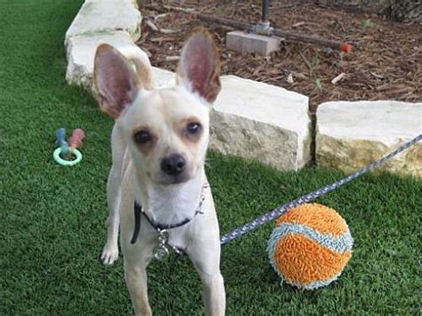 Your san antonio news source 265 просмотров. San Antonio, TX - *puppy* Chihuahua. Meet Douglas a Dog ...