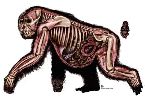 A Female Gorilla Anatomy Study Tierillustration Editorial