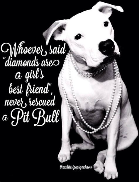 Nice Pitbull Quotes