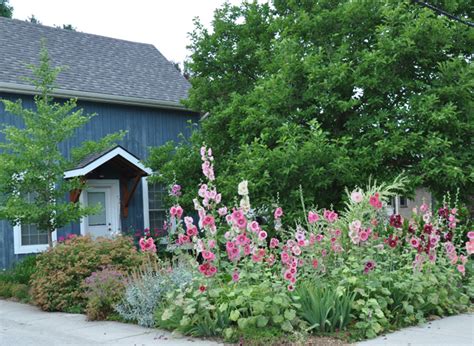We did not find results for: Three Dogs in a Garden: A Garden filled with Hollyhocks