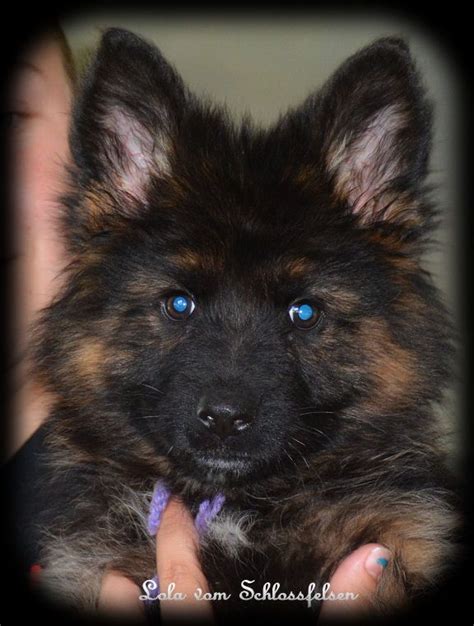 This breed is a continuous shedder with seasonal the cost to buy a german shepherd varies greatly and depends on many factors such as the breeders' location, reputation, litter size, lineage of the puppy. Long Coat German Shepherd Puppies, Long Hair German ...