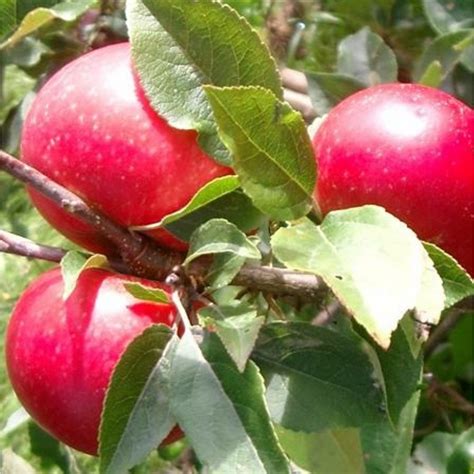Fruit trees include all types of flowering trees that produce fruit. Discovery Apple Tree | Buy Apple Trees | Purchase Apple ...