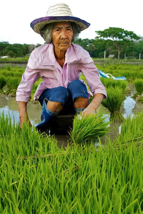 Filipina Farmers Like This One Picking Young Rice Shoots To Replant