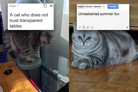 These Poorly Translated Russian Cat Memes Will Make You Pee From