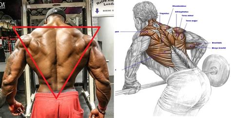 Best Exercises For Muscle Training Upper Back Workout