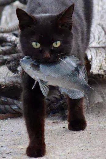 A Black Cat Carrying A Fish In Its Mouth