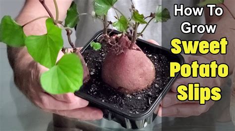 How To Grow Sweet Potato Slips Youtube