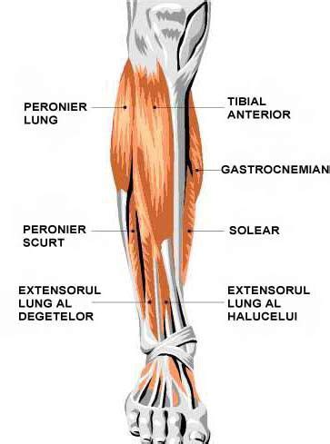 Raises heal when leg is straight. Leg Muscle Diagram Front / Front View Of Female Hips And ...