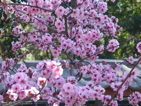 Sydney Cherry Blossom Festival Auburn Botanical Gardens Aug 2018