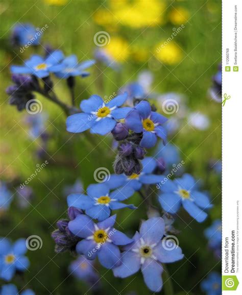 Macro Photo With Decorative Beautiful Background Of Wild Forest Grassy