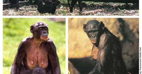 These Photographs Show The Aforementioned Large Breasts So Characteristic Of Female Bonobos As