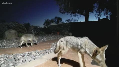 One Wild Yard In El Cajon Coyotes And Bobcats Caught On Video Youtube