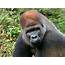Dallas Zoo Surprised By Latest Premature Death Of Silverback Gorilla 