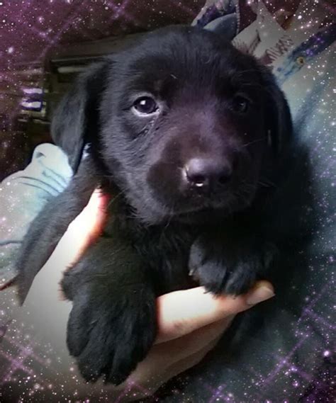 A deposit of $250.00 is required to reserve a lab pup. Labrador Retriever Puppies For Sale | Winona, MN #285688