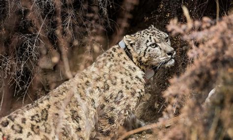 A Landmark Snow Leopard Collaring In Nepal Stories Wwf