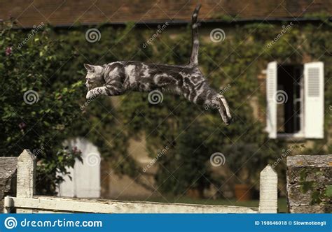 American Shorthair Domestic Cat Adult Jumping Over Fence Stock Photo