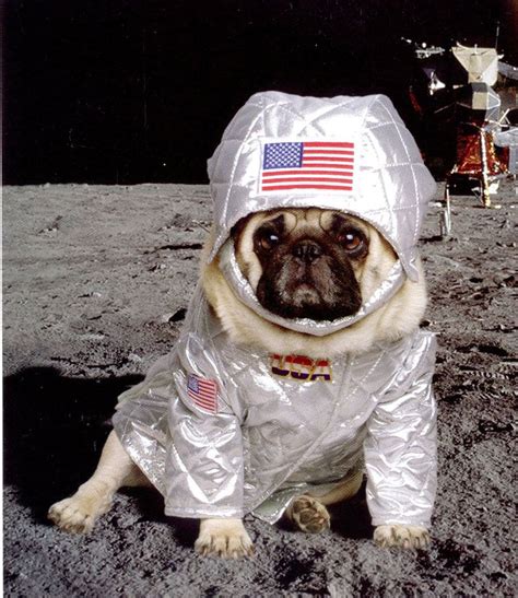 Space Pug Pugs Are Almost As Good As Cats Pinterest Pugs And Spaces