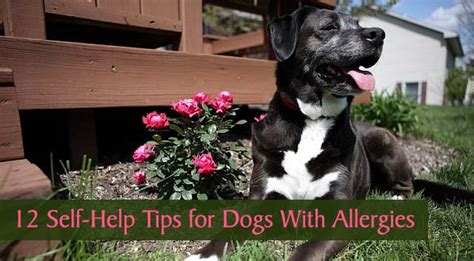 12 Self Help Tips For Dogs With Allergies Chasing Dog Tales