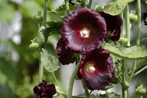 The linea nigra is a natural pregnancy phenomenon and is nothing to worry about. 'Schwarze Stockrose', Alcea rosea 'Nigra',