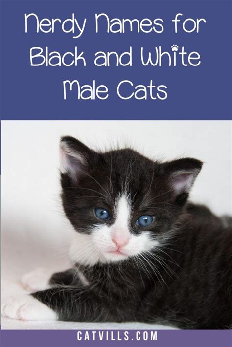 62 Darling Black And White Cat Names Cute Cat Names White And Black