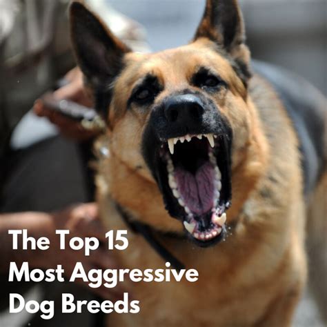 The Worlds 15 Most Aggressive Dog Breeds Pethelpful