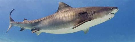 Tiger Shark Faunafocus