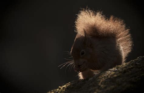 Red Squirrel With Backlighting Photograph By Andy Astbury Fine Art
