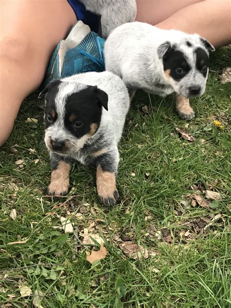 Pictures Of Blue Heeler Puppies Rules Of The Jungle Blue Heeler Dog