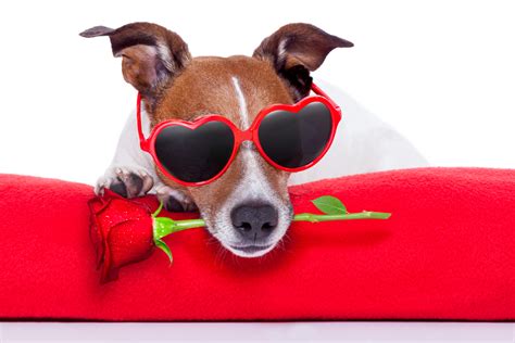 Valentines Day Dog Wallpaper Wallpapersafari