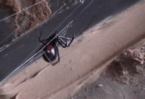 Black Widow Spider Pest Control Phoenix