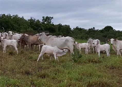 Taxa de prenhez na pecuária de corte como calcular