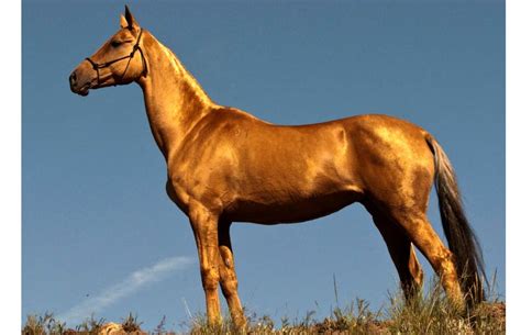 Golden horses health sanctuary (ghhs) is a one stop destination for wellness needs that infuses eastern and western preventive methods. DNA tests reveal rare golden horse buried in 2,000-year ...