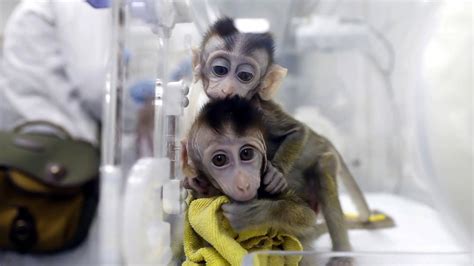 Czy Bambino Testuje Na Zwierzętach - Które kosmetyki są testowane na zwierzętach? PETA publikuje listę firm