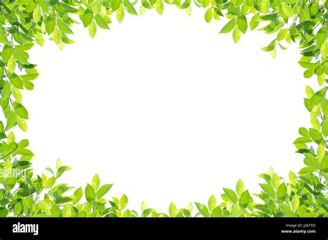 Green Leaf Border Isolated On White Background Clipping Paths Included