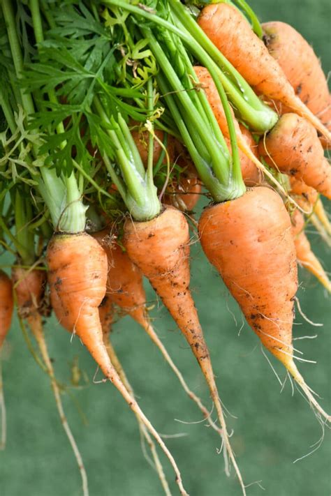 Growing Carrots In Containers A Comprehensive Guide 2022