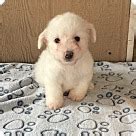 maltese puppies dogs  adoption