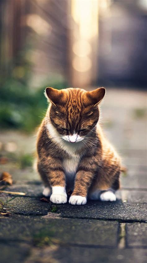Những Hình ảnh Mèo Buồn Cute đẹp Nhất Thế Giới
