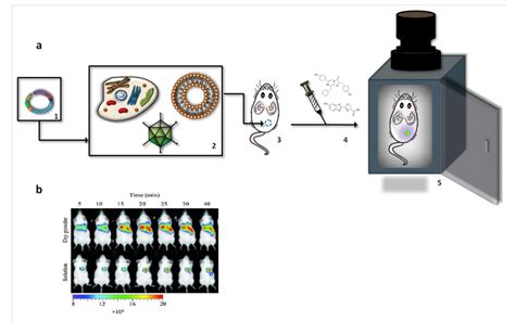 Bioluminescence Imaging Bli A Principle Of Bli A Plasmid 1
