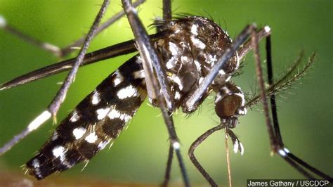 Asian Tiger Mosquito Found In Vermont Asian Tigers Mosquito Vermont