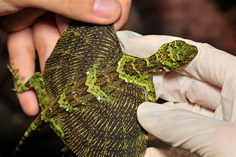 Curiosidades Del Mundo Draco Beccarii La Curiosa Lagartija Voladora