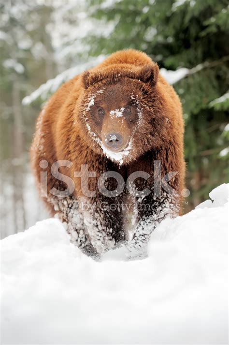 Wild Brown Bear Stock Photo Royalty Free Freeimages