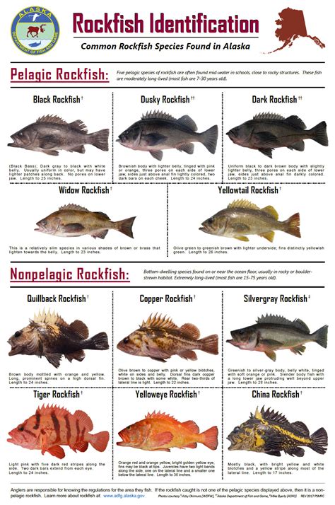 Alaska Fish Species Chart